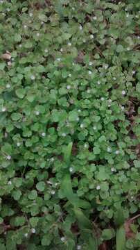 Image of ivy-leaved speedwell