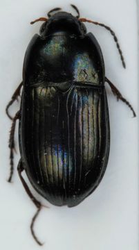 Image of <i><i>Amara</i></i> (Amara) <i>communis</i> (Panzer 1797)