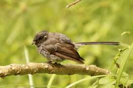 Image of Samoan Fantail