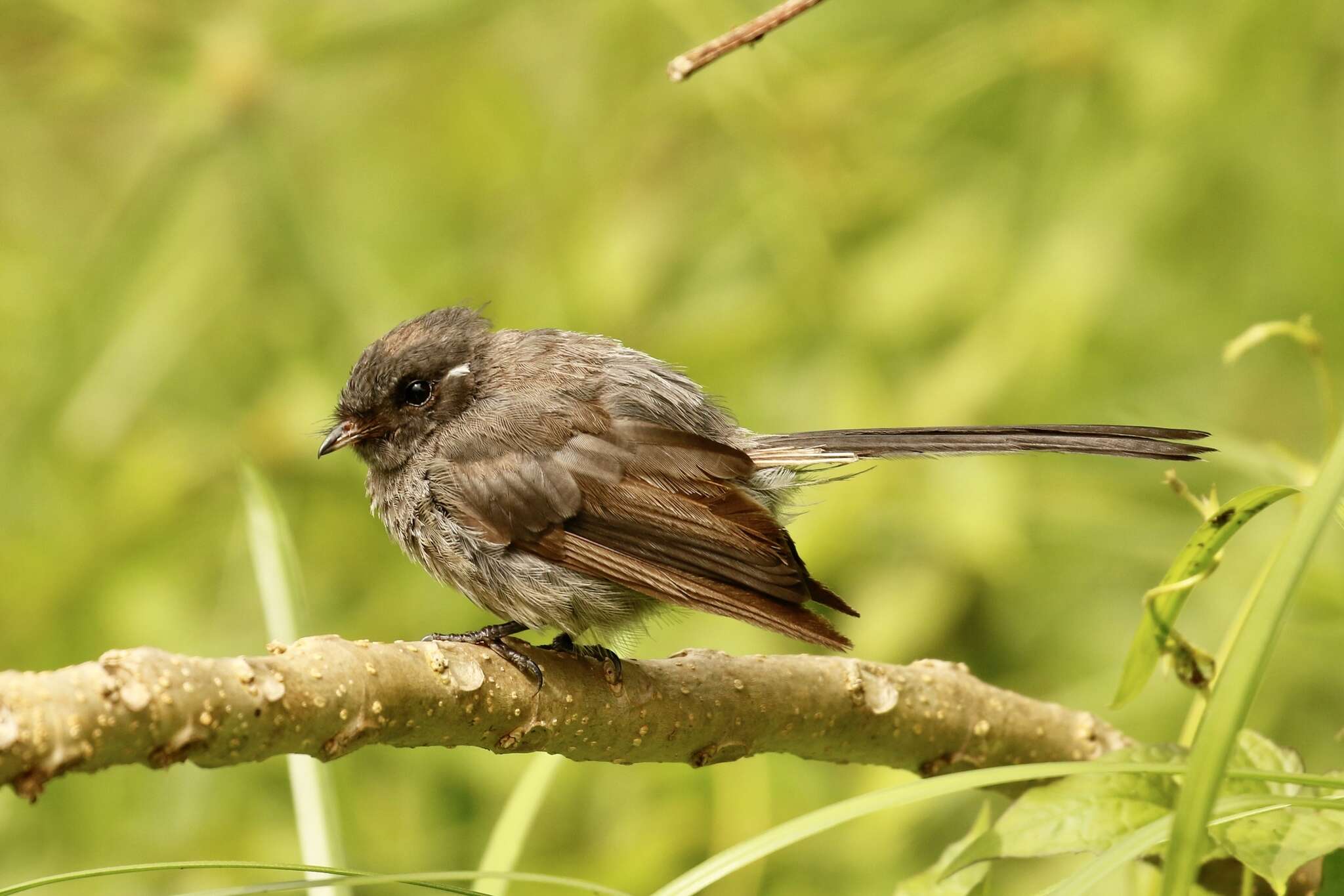 Image of Samoan Fantail