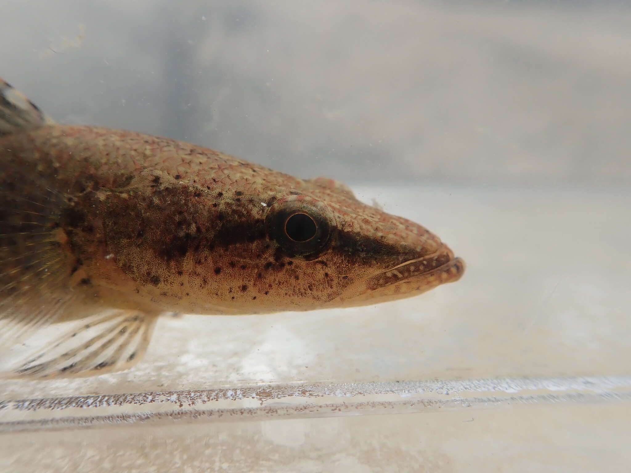 Image of Olive flathead-gudgeon