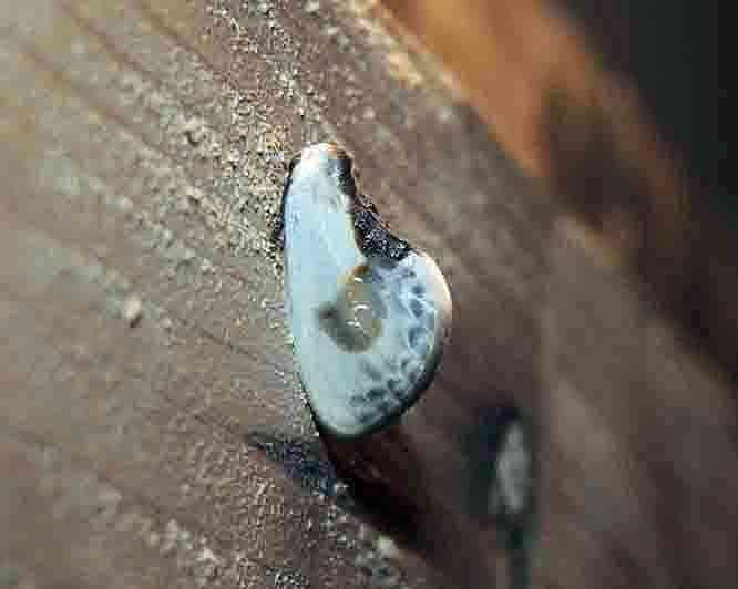 Image of Cilix