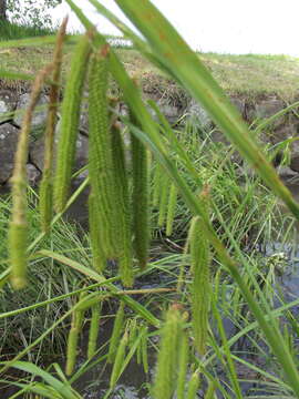 Image of Carex dimorpholepis Steud.