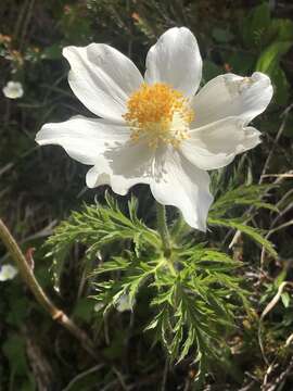 Imagem de Pulsatilla alpina subsp. alpina