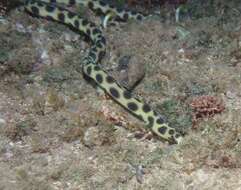 Image of Hawaiian spotted snake eel