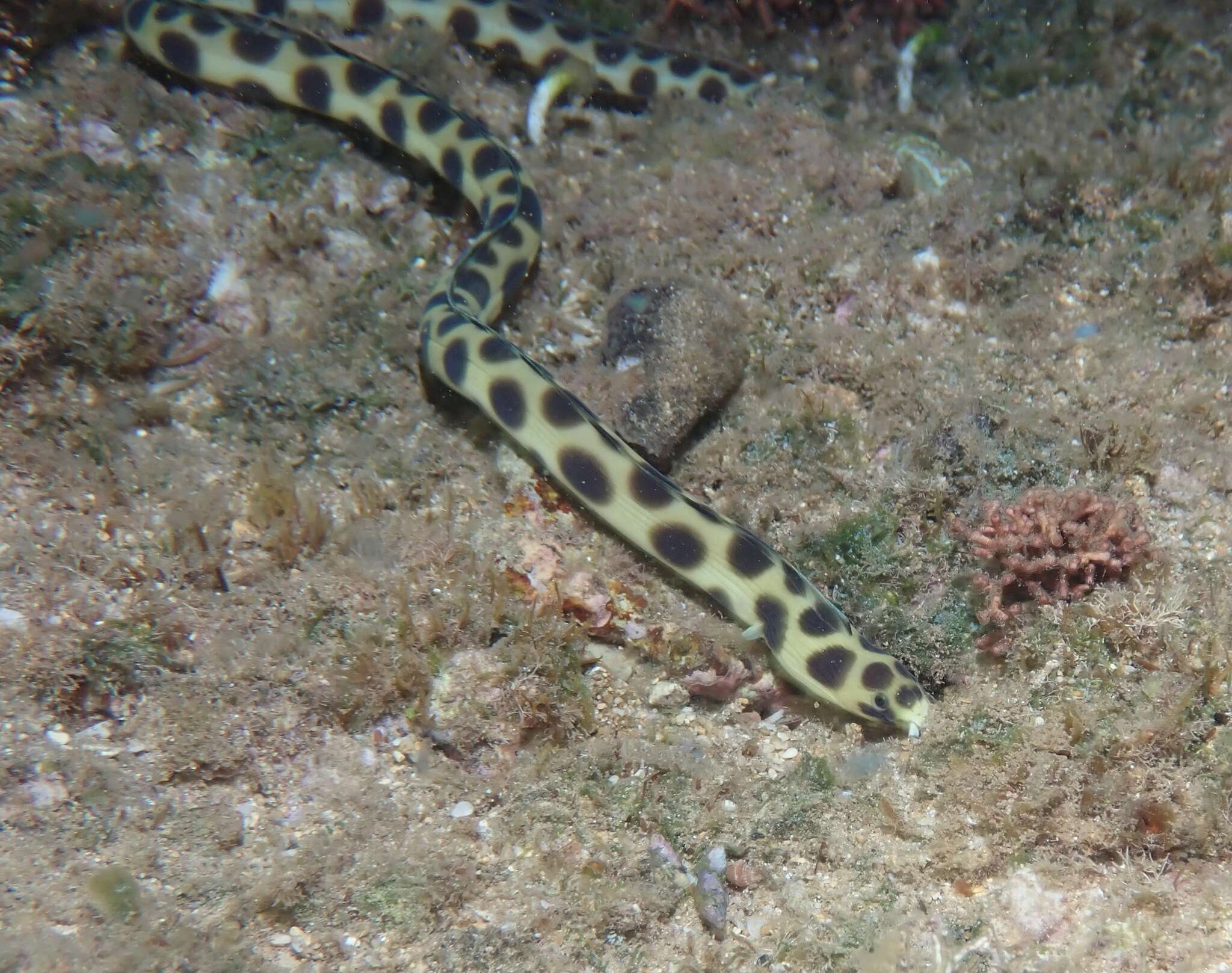 Image of Hawaiian spotted snake eel