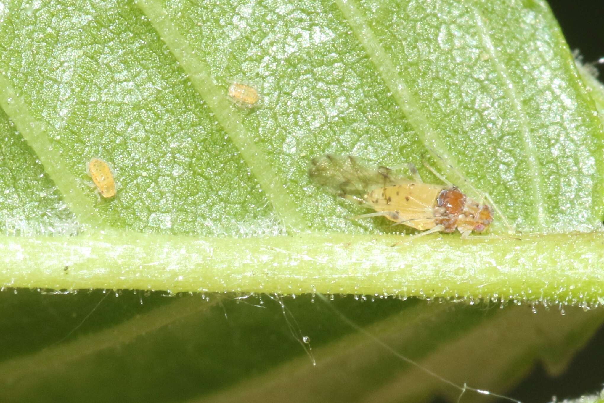 Image of Aphid