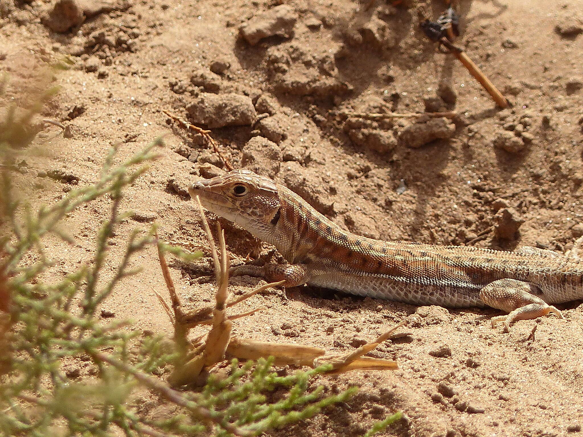 Plancia ëd Acanthodactylus margaritae Tamar, Geniez, Brito & Crochet 2017