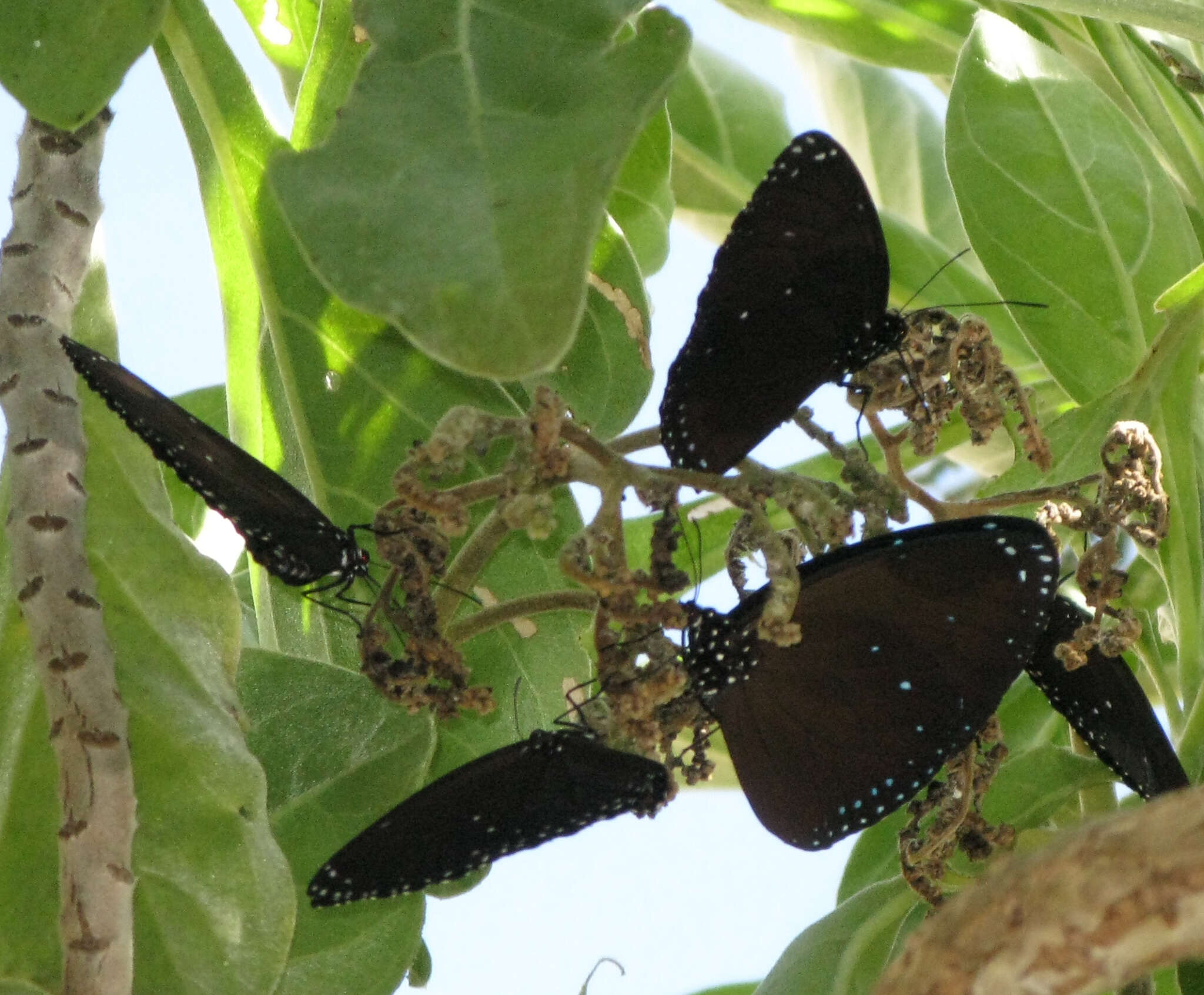 Image of Euploea eunice eunice