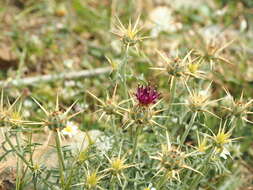 Image of Centaurea laconica subsp. lineariloba (Hal. & Doerfler) E. Gamal-Eldin & G. Wagenitz