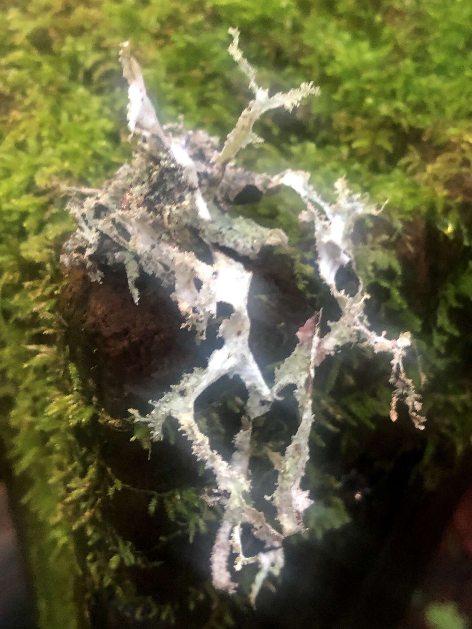 Image of Herre's ragged lichen