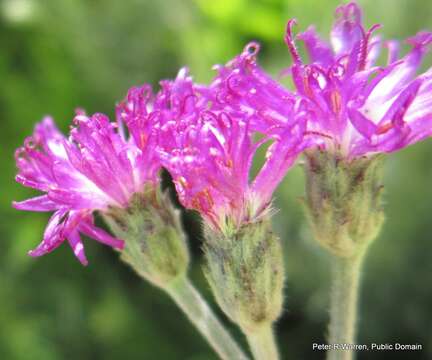 Image of Silver vernonia