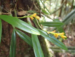 Image de Bulbophyllum auriflorum H. Perrier