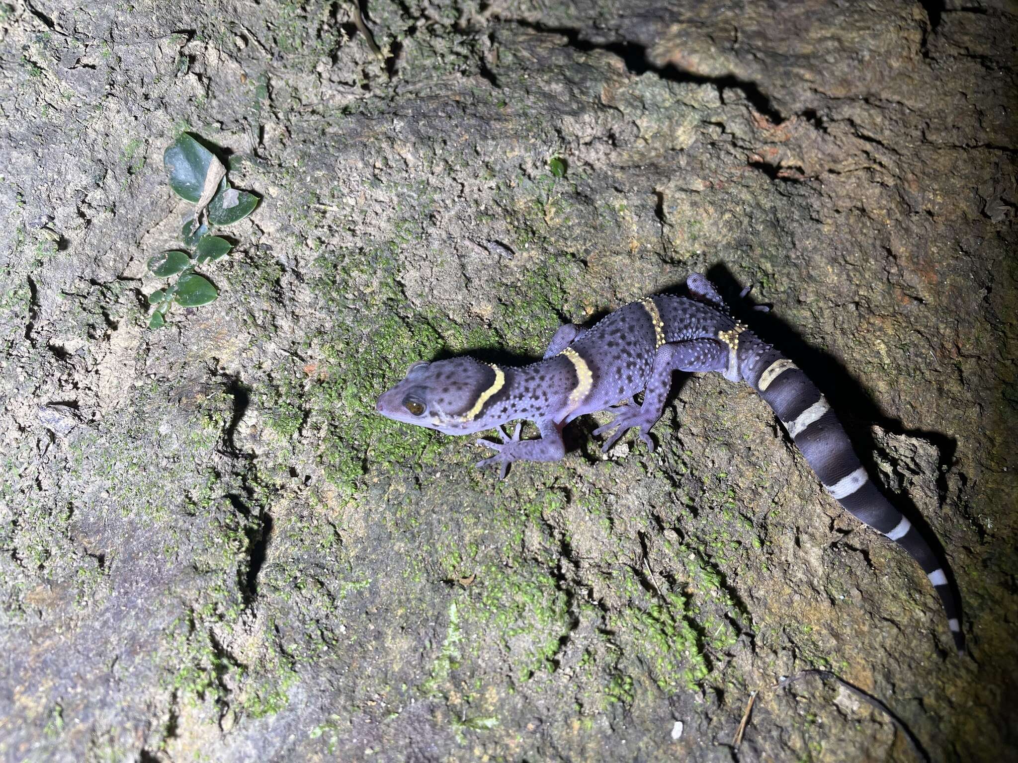 Image of Hainan Cave Gecko