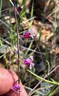 Image of Streptanthus glandulosus subsp. hoffmanii (Kruckeberg) M. Mayer & D. W. Taylor