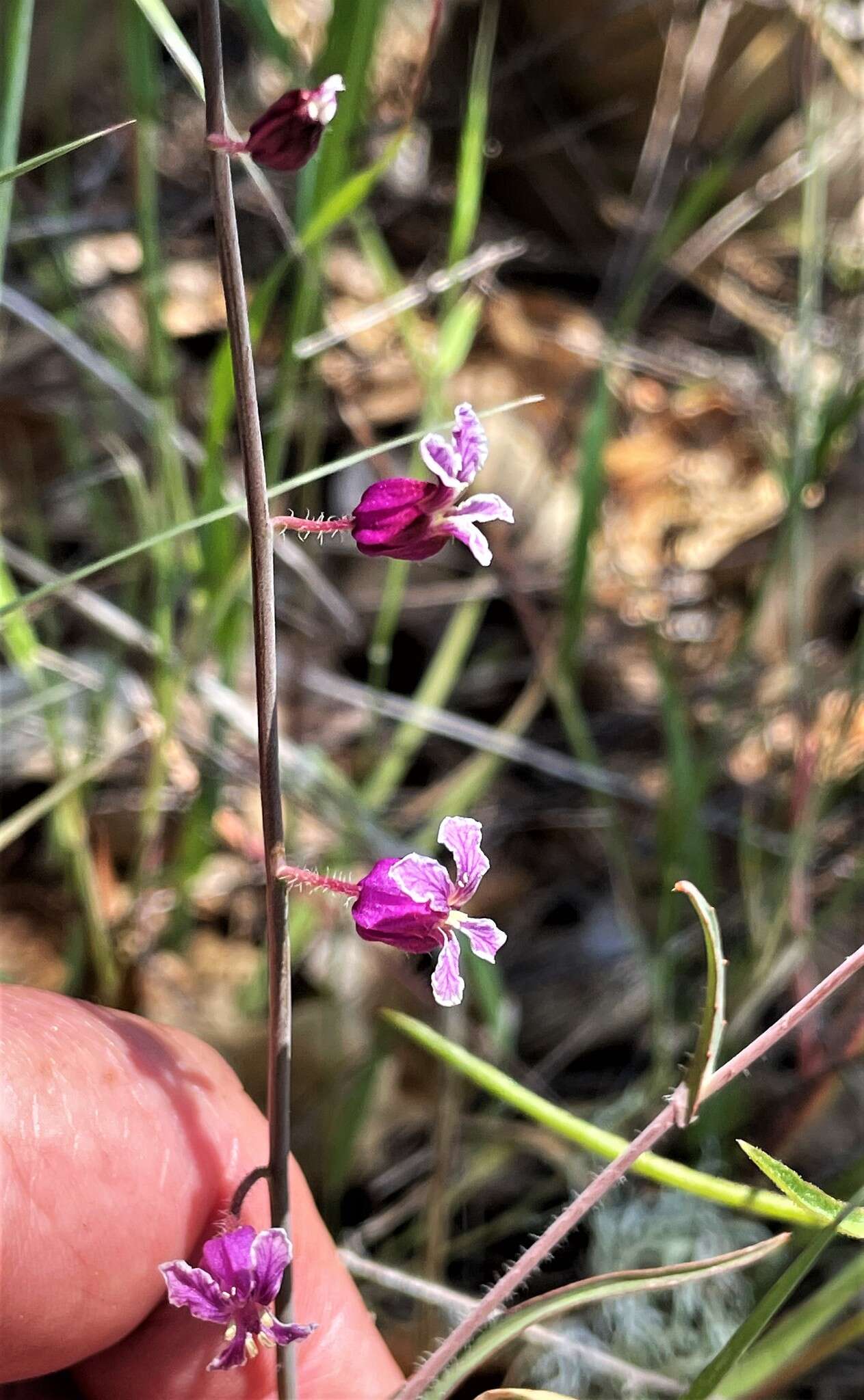 Image of Streptanthus glandulosus subsp. hoffmanii (Kruckeberg) M. Mayer & D. W. Taylor