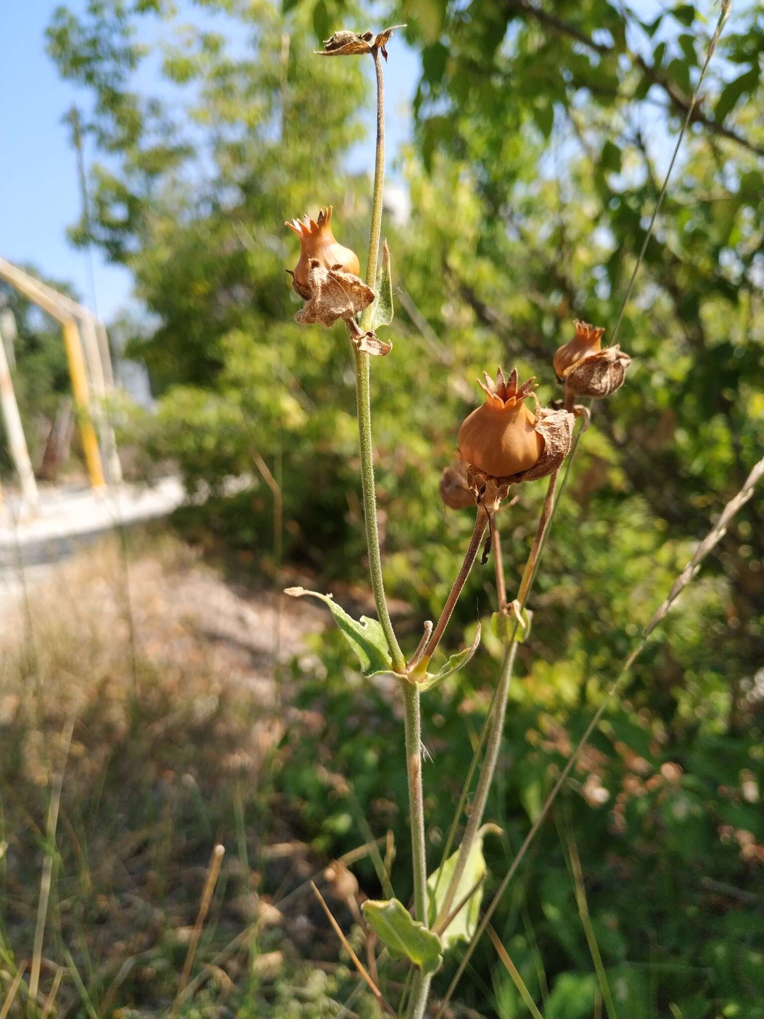 Imagem de Silene latifolia subsp. latifolia