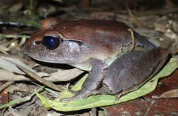 Image of Northern Barred Frog