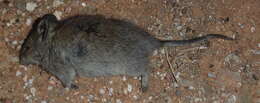 Image of African karoo rats