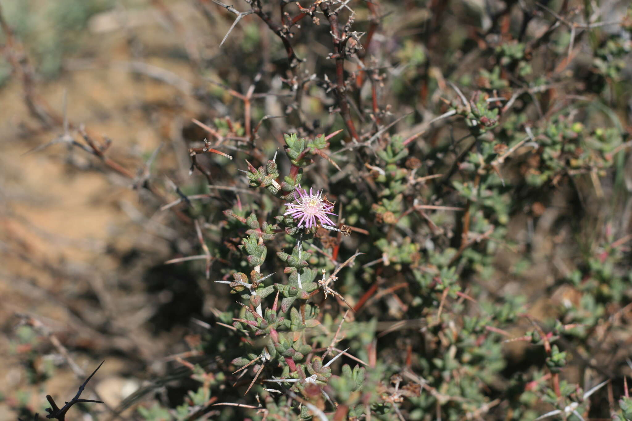 Image of Ruschia cradockensis (Kuntze) H. E. K. Hartm. & D. Stüber