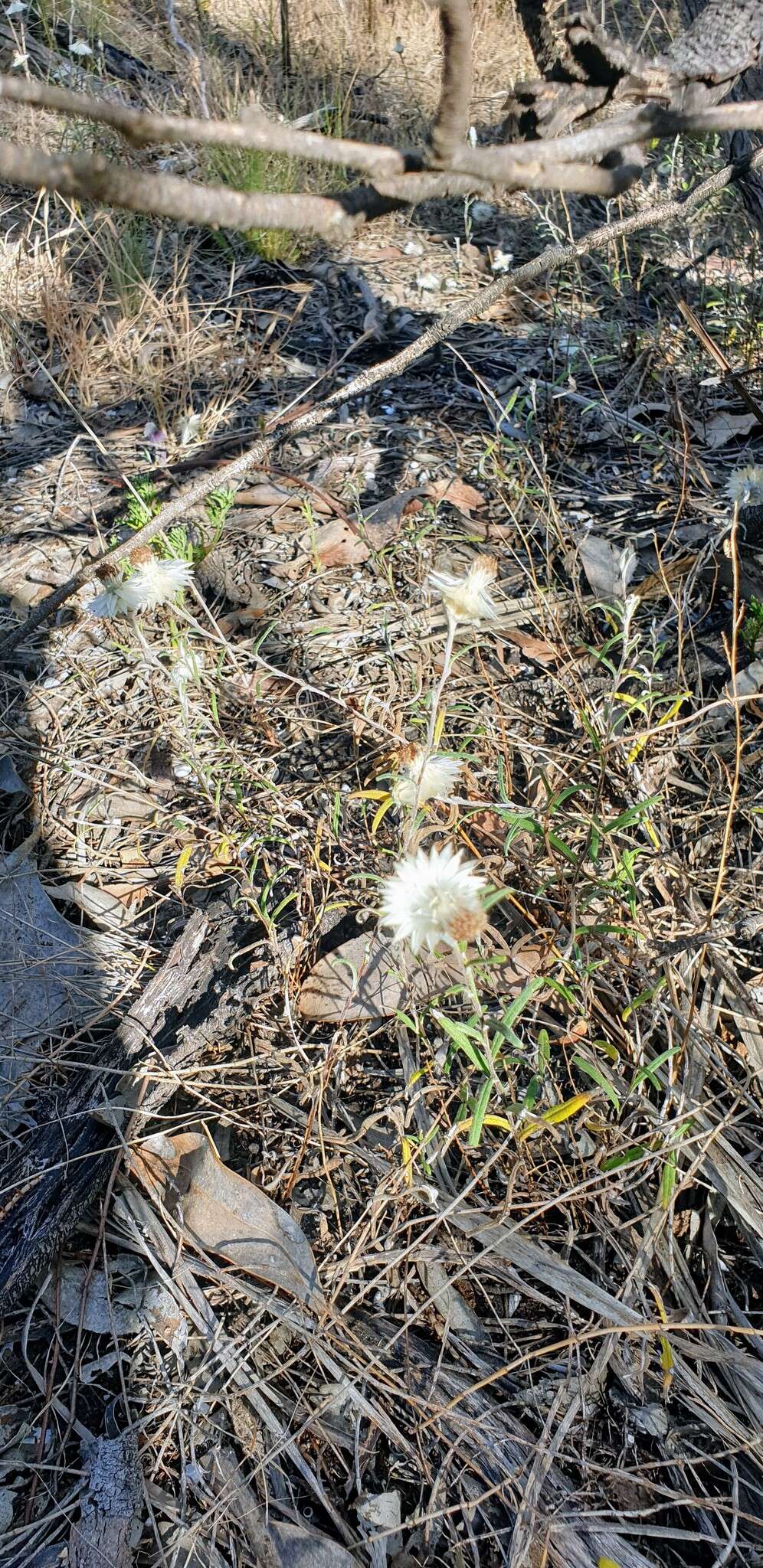 Слика од Helichrysum leucopsideum DC.