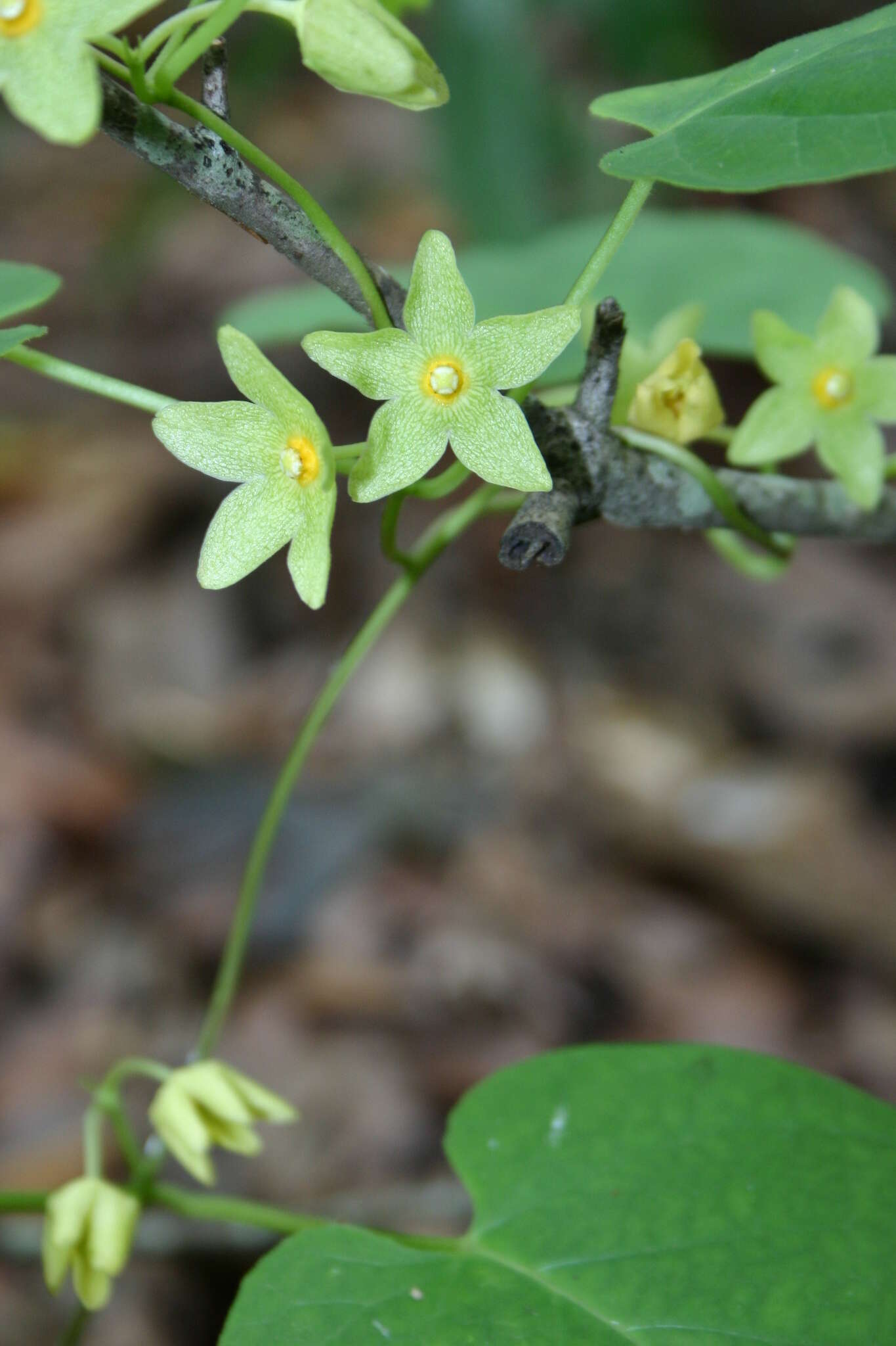 Sivun Matelea alabamensis (Vail) R. E. Woodson kuva