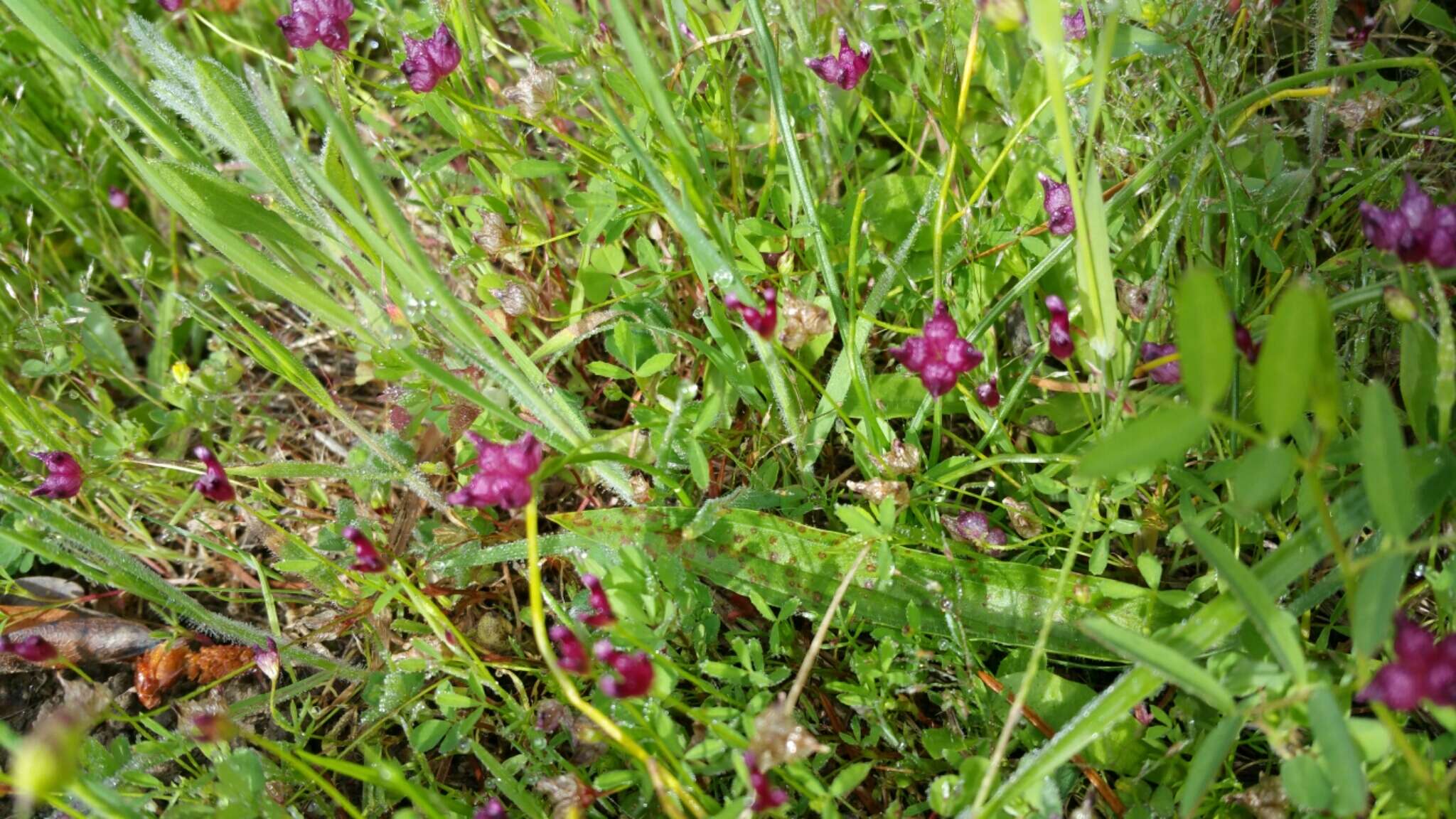 Image of cowbag clover