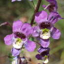 Image of Angelonia ciliaris Robinson