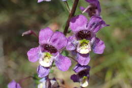 Слика од Angelonia ciliaris Robinson