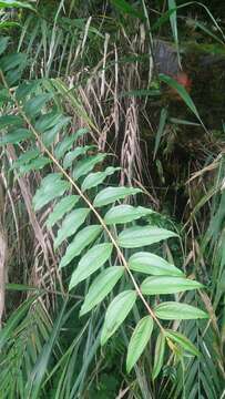 Image of Coriaria japonica subsp. intermedia (Matsum.) T. C. Huang