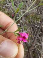 Image of Indigofera complicata Eckl. & Zeyh.