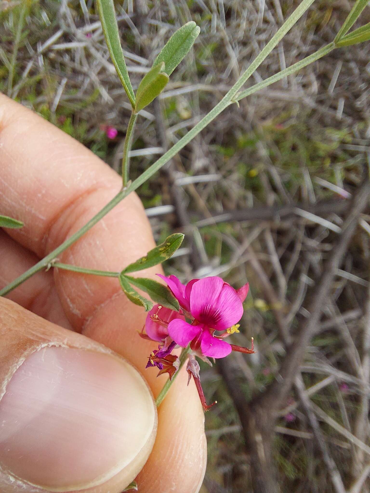 Image of Indigofera complicata Eckl. & Zeyh.