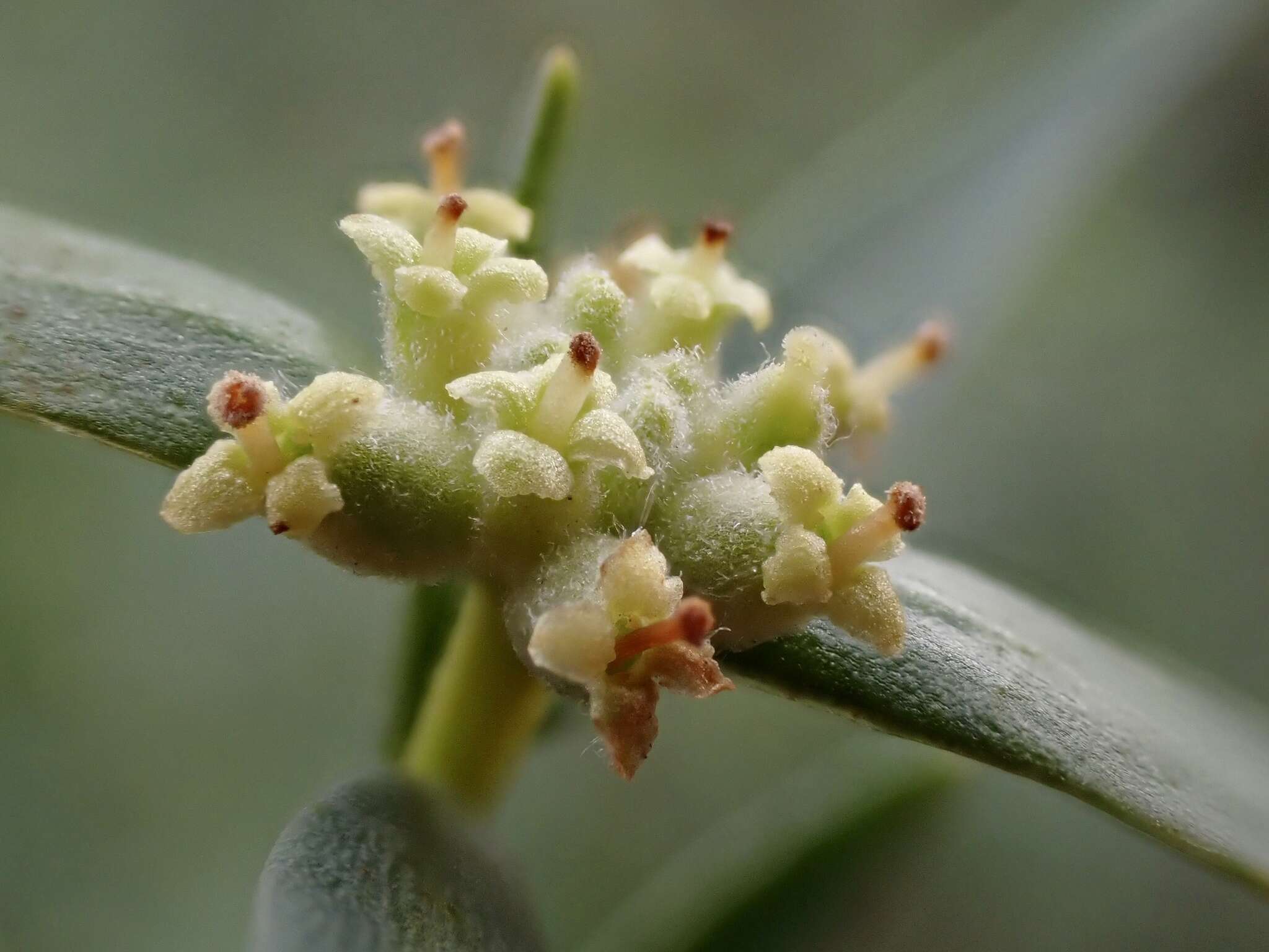 Image of Pimelea microcephala subsp. microcephala