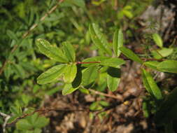 Image of Caragana ussuriensis (Regel) Pojark.