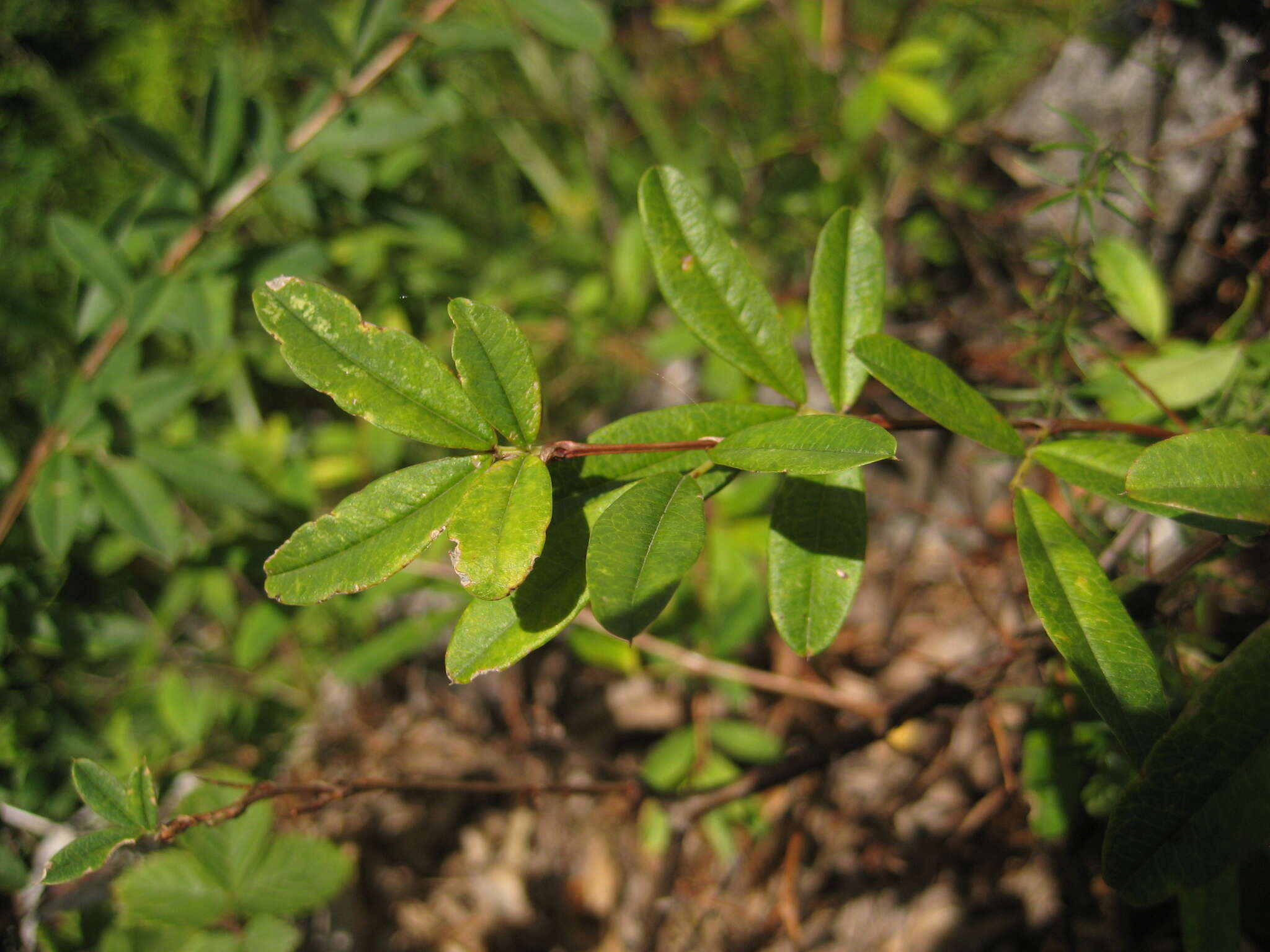 Plancia ëd Caragana ussuriensis (Regel) Pojark.