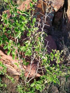 Image of Barleria bremekampii Oberm.