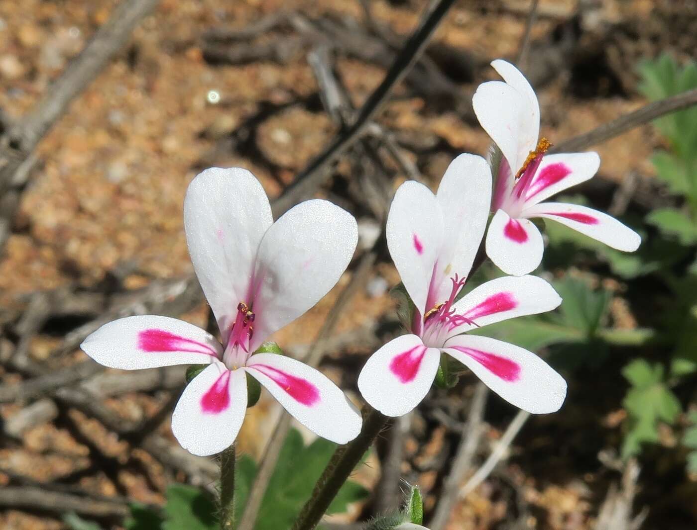 Image of Pelargonium pulchellum Sims