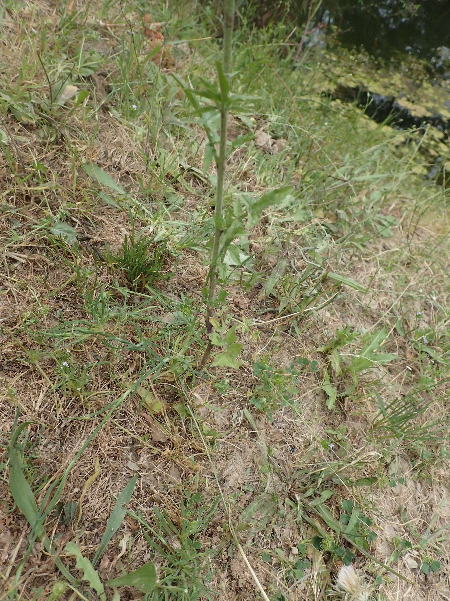 Imagem de Sisymbrium officinale (L.) Scop.