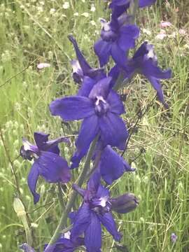 Image of seaside larkspur