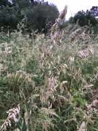 Image of threeflower melicgrass