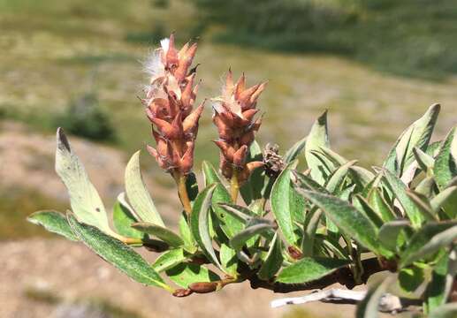 Salix cascadensis Cockerell的圖片