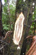 Image of Redbay Ambrosia Beetle