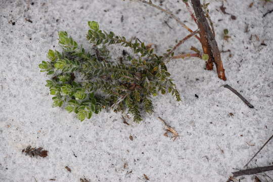 Image of Scrub Pinweed