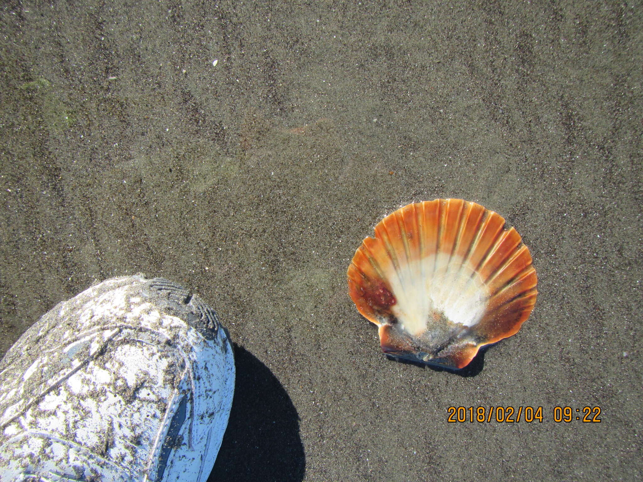 Image of New Zealand scallop