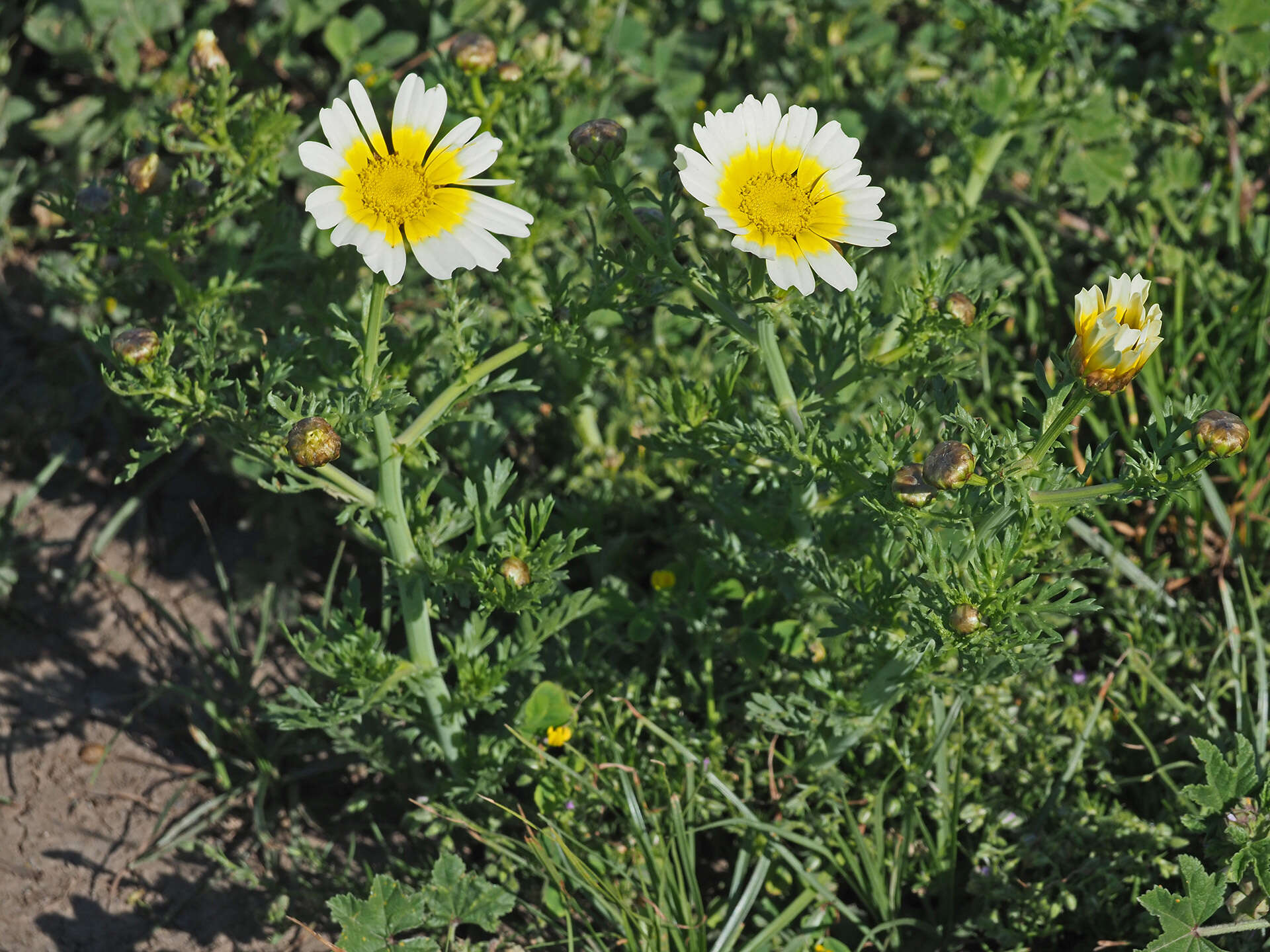 Image of Crown daisy