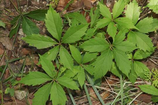 Imagem de Parthenocissus vitacea (Knerr) A. S. Hitchc.