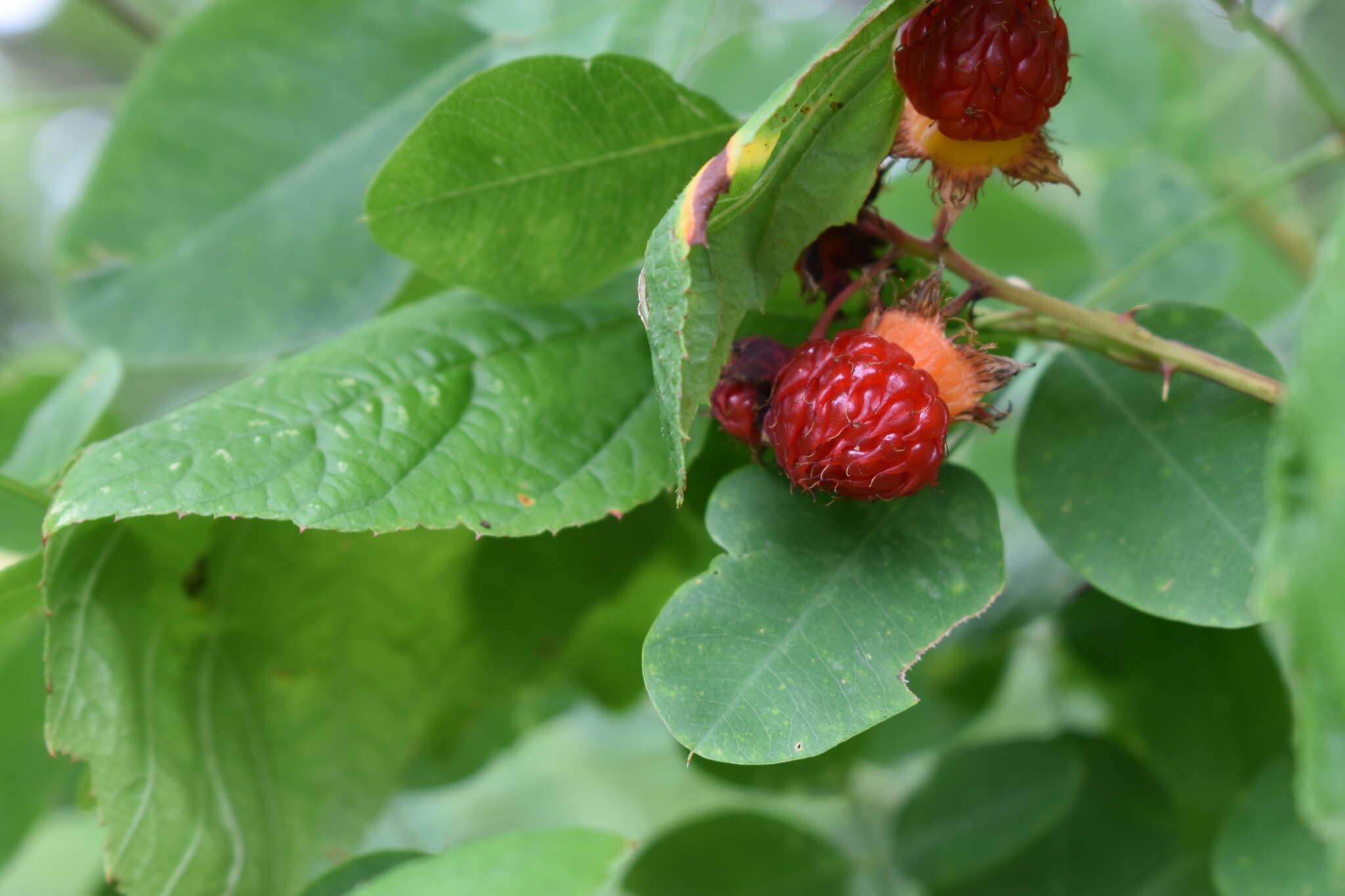 Слика од Rubus crataegifolius Bunge