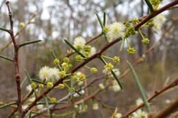 صورة Acacia genistifolia Link