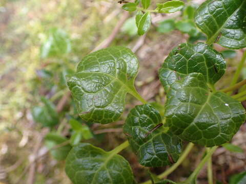 Image of Pyrola morrisonensis (Hayata) Hayata