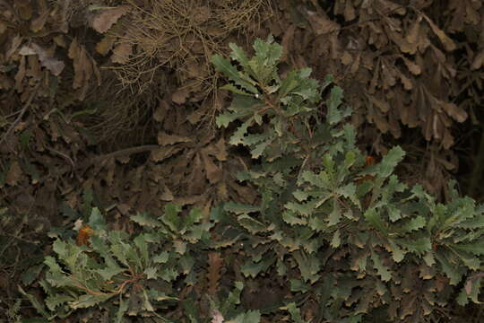 Image of Oak-leaved Banksia